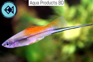 Aquarium Swordtail Fish
